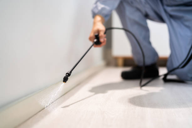 Licensed Wasp Removal service in Lake Holiday, IL - Show Me Pest Control